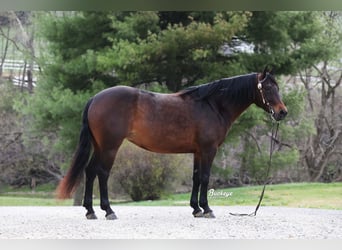 American Quarter Horse, Stute, 7 Jahre, Dunkelbrauner