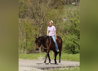 American Quarter Horse, Stute, 7 Jahre, Dunkelbrauner