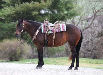 American Quarter Horse, Stute, 7 Jahre, Dunkelbrauner