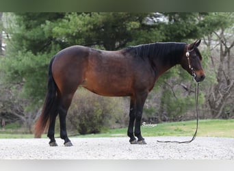 American Quarter Horse, Stute, 7 Jahre, Dunkelbrauner