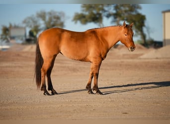 American Quarter Horse, Stute, 7 Jahre, Falbe