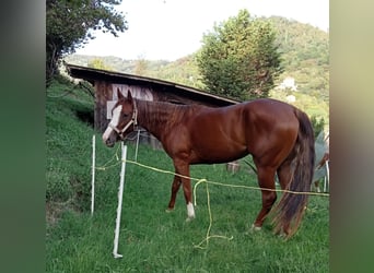 American Quarter Horse, Stute, 7 Jahre, Fuchs