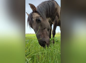 American Quarter Horse, Stute, 7 Jahre, Grullo