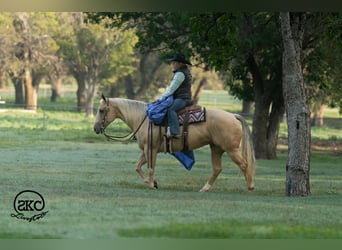 American Quarter Horse, Stute, 7 Jahre, Palomino