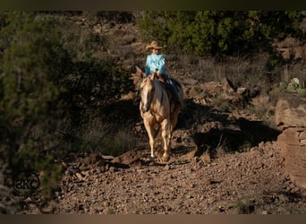 American Quarter Horse, Stute, 7 Jahre, Palomino