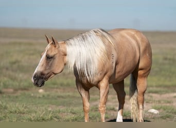 American Quarter Horse, Stute, 7 Jahre, Palomino