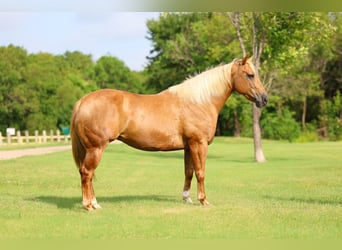 American Quarter Horse, Stute, 7 Jahre, Palomino
