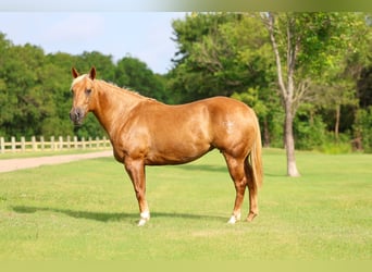 American Quarter Horse, Stute, 7 Jahre, Palomino