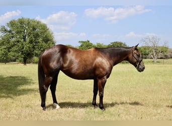 American Quarter Horse, Stute, 7 Jahre, Rappe