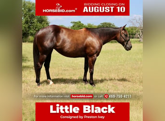 American Quarter Horse, Stute, 7 Jahre, Rappe