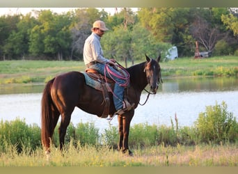 American Quarter Horse, Stute, 7 Jahre, Rappe
