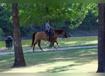 American Quarter Horse, Stute, 7 Jahre, Red Dun