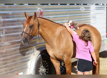 American Quarter Horse, Stute, 7 Jahre, Red Dun