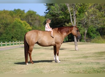 American Quarter Horse, Stute, 7 Jahre, Red Dun