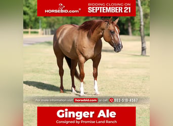 American Quarter Horse, Stute, 7 Jahre, Red Dun