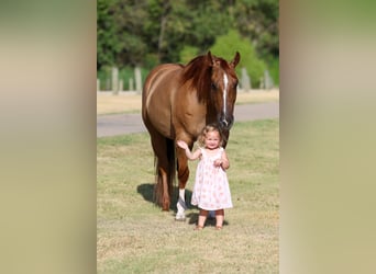 American Quarter Horse, Stute, 7 Jahre, Red Dun