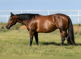 American Quarter Horse, Stute, 7 Jahre, Rotbrauner
