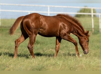 American Quarter Horse, Stute, 7 Jahre, Rotbrauner