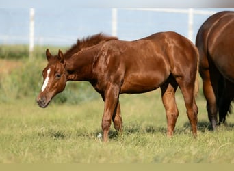 American Quarter Horse, Stute, 7 Jahre, Rotbrauner