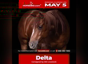 American Quarter Horse, Stute, 7 Jahre, Rotfuchs