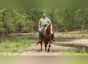American Quarter Horse, Stute, 7 Jahre, Rotfuchs