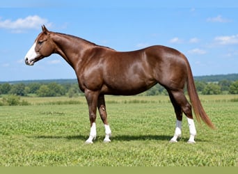 American Quarter Horse, Stute, 7 Jahre, Rotfuchs