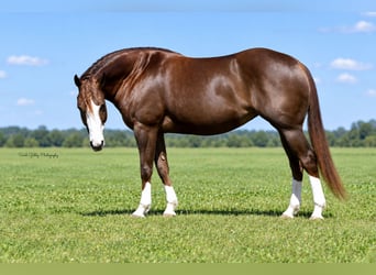 American Quarter Horse, Stute, 7 Jahre, Rotfuchs
