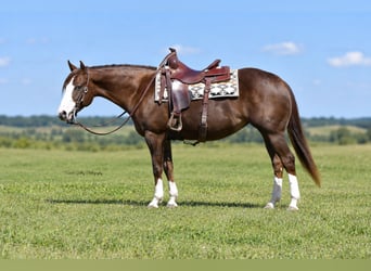 American Quarter Horse, Stute, 7 Jahre, Rotfuchs