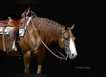 American Quarter Horse, Stute, 7 Jahre, Rotfuchs