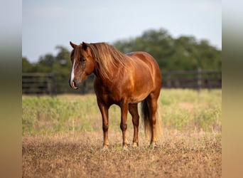 American Quarter Horse, Stute, 8 Jahre, 124 cm, Rotbrauner