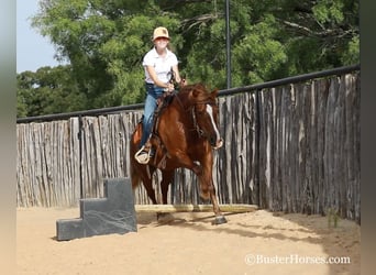 American Quarter Horse, Stute, 8 Jahre, 124 cm, Rotbrauner