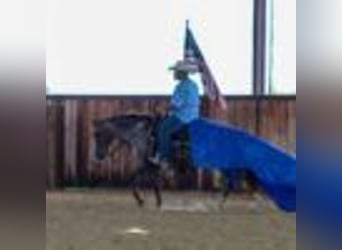 American Quarter Horse, Stute, 8 Jahre, 137 cm, Rotbrauner