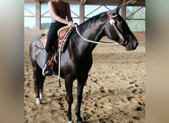 American Quarter Horse, Stute, 8 Jahre, 141 cm, Rappe