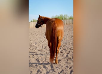 American Quarter Horse, Stute, 8 Jahre, 142 cm, Dunkelfuchs