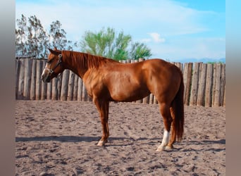 American Quarter Horse, Stute, 8 Jahre, 142 cm, Dunkelfuchs