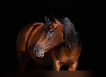 American Quarter Horse, Stute, 8 Jahre, 142 cm, Rotbrauner