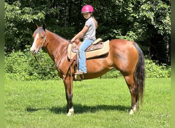American Quarter Horse, Stute, 8 Jahre, 142 cm, Rotbrauner