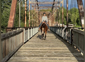 American Quarter Horse, Stute, 8 Jahre, 142 cm, Rotbrauner