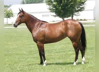 American Quarter Horse, Stute, 8 Jahre, 142 cm, Rotbrauner