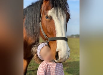 American Quarter Horse, Stute, 8 Jahre, 144 cm, Brauner