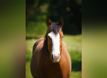 American Quarter Horse, Stute, 8 Jahre, 146 cm, Brauner