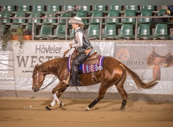 American Quarter Horse, Stute, 8 Jahre, 146 cm, Fuchs