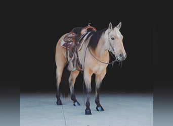 American Quarter Horse, Stute, 8 Jahre, 147 cm, Falbe