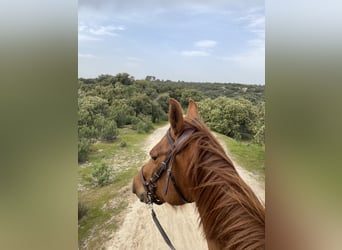 American Quarter Horse, Stute, 8 Jahre, 147 cm, Fuchs