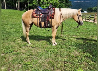 American Quarter Horse, Stute, 8 Jahre, 147 cm, Palomino