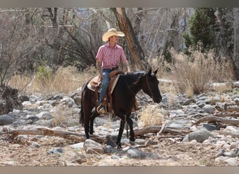 American Quarter Horse, Stute, 8 Jahre, 147 cm, Rappe