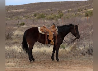 American Quarter Horse, Stute, 8 Jahre, 147 cm, Rappe