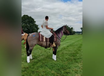 American Quarter Horse, Stute, 8 Jahre, 147 cm, Roan-Blue