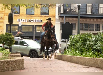 American Quarter Horse, Stute, 8 Jahre, 147 cm, Rotbrauner