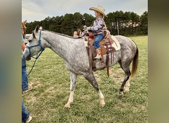 American Quarter Horse, Stute, 8 Jahre, 147 cm, Schimmel